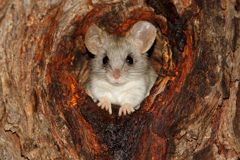 Nico Smit MPSSA - 08