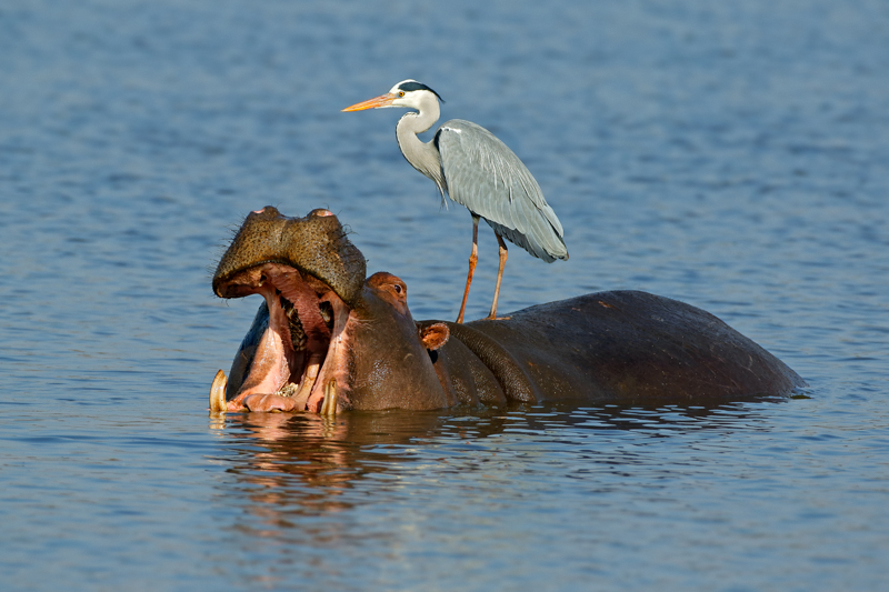 Nico Smit MPSSA - 09