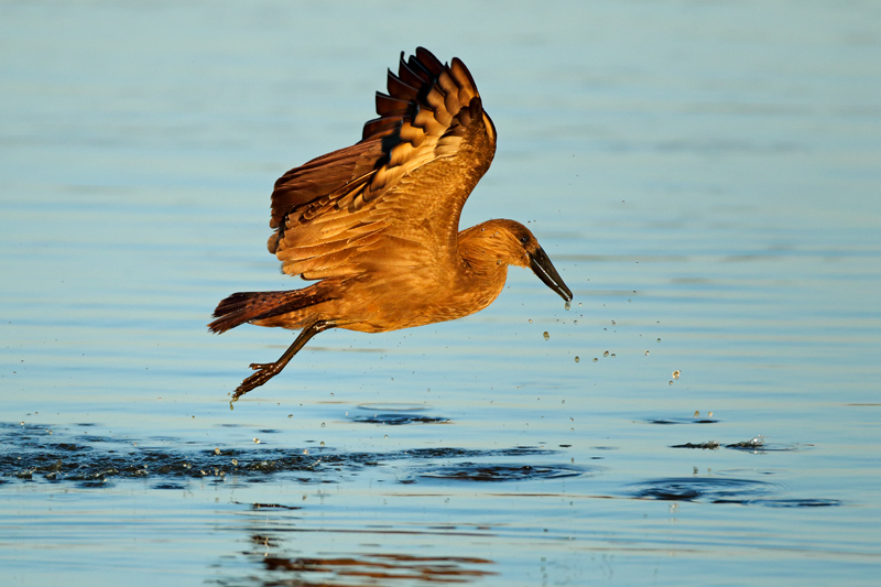 Nico Smit MPSSA - 10