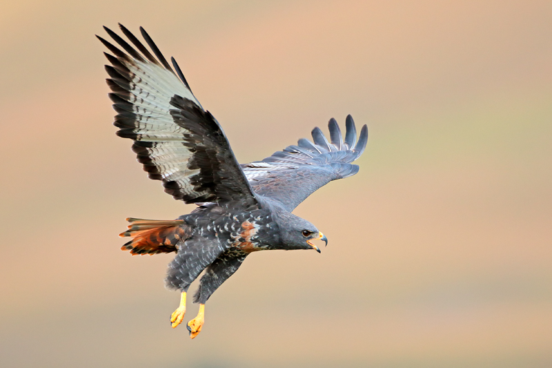 Nico Smit MPSSA - 12