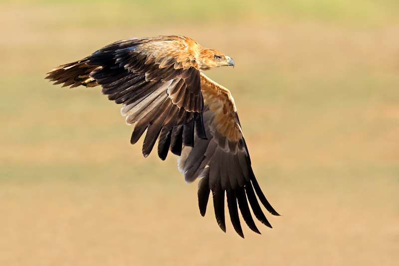 Nico Smit MPSSA - 13