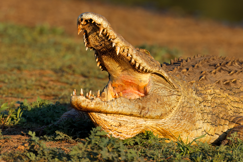 Nico Smit MPSSA - 15