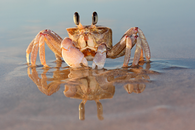 Nico Smit MPSSA - 17