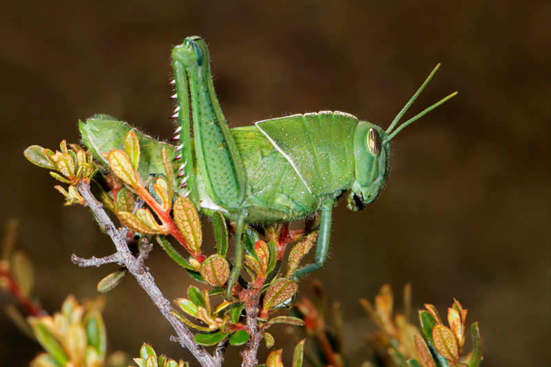 Nico Smit MPSSA - 20