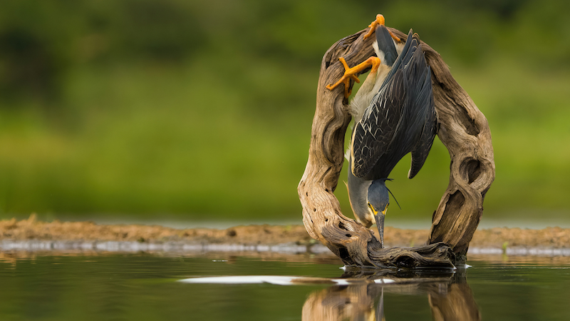 2301-Wayne dos Santos Niz-Westville Camera Club-FIAP Gold Medal Nature-New York Photo Association Circuit-Heron Poised for Action