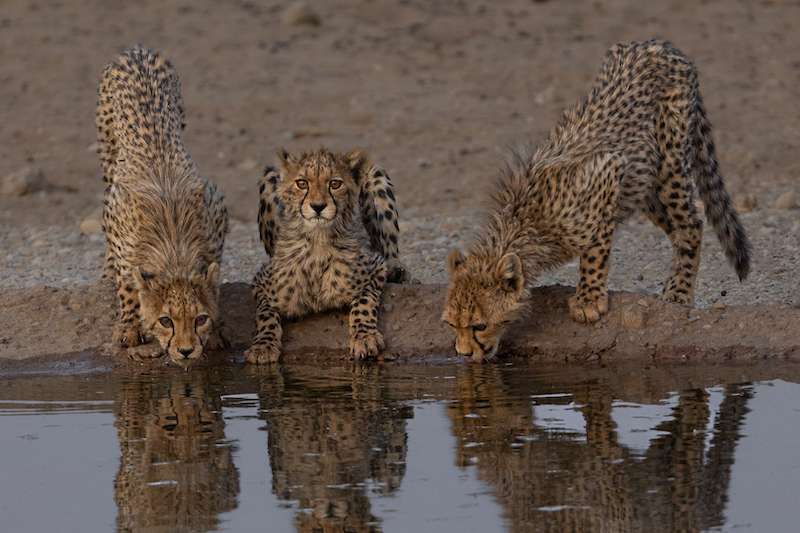 2302-Nicol du Toit-Cape Town Photographic Society-GAP Bronze medal Nature-Greek Photographic Circuit-Mykonos-The three musketeers