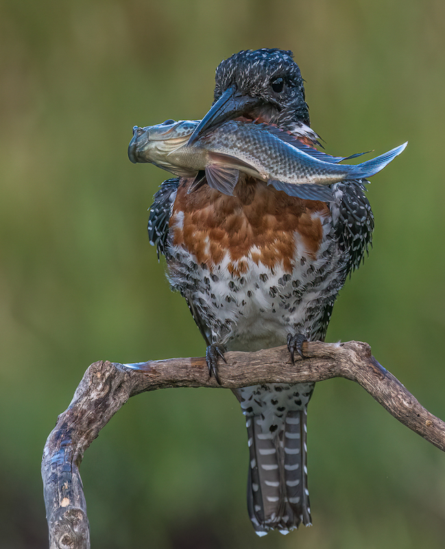 2302-Pieter Swart-Tygerberg Photographic Society-DF Silver Medal Nature-Desert Fox 2023 Nairobi-This is Mine