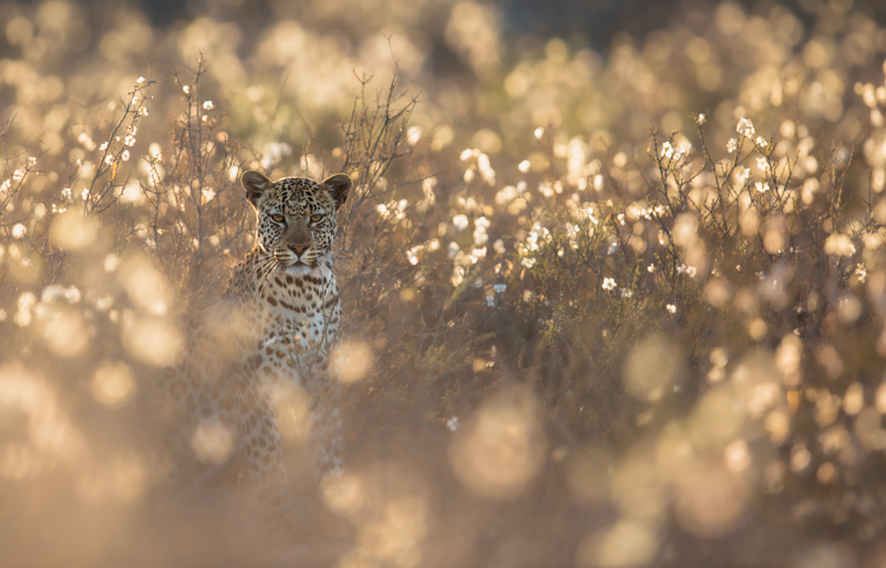 2303-Sharlene Cathro-Princes Grant Camera Club-GPU Silver Medal Nature-13th Arctic Exhibition-Leopard in the Drie Dorings