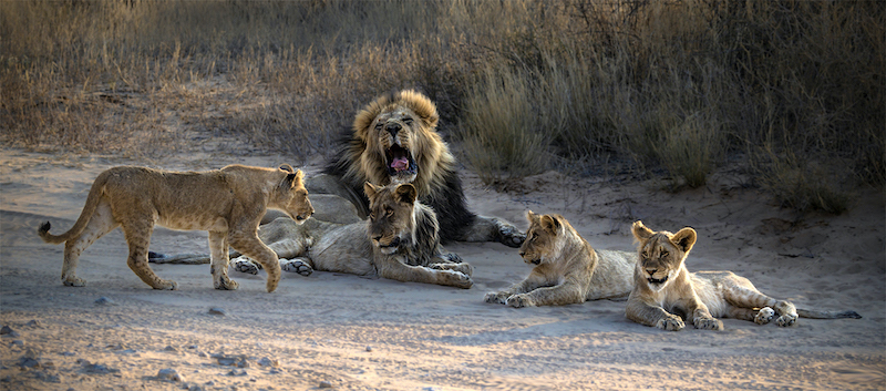 2303-Trudi du Toit-Cape Town Photographic Society-PCA Gold Medal Nature-PCA Arizona Balkan Dream 2023-Junior in Trouble