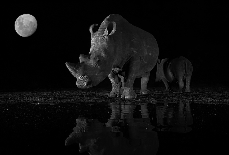 2304-David Wilson-Hermanus Photographic Society-Salon Silver Medl-Grand International Salon-Rhinos in the Moonlight