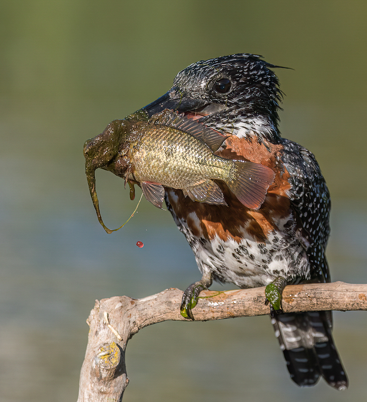2304-Pieter Swart-Tygerberg Photographic Society-Salon Silver Medal Nature-Big North Story 2023 Nairobi-Drop of Blood