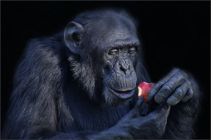 2305-Leon Pelser-Sasol Hoeveld fotoklub-PSA Gold Medal Portrait Animals-APS Rise Of The Earth Sircuit-An Apple A Day