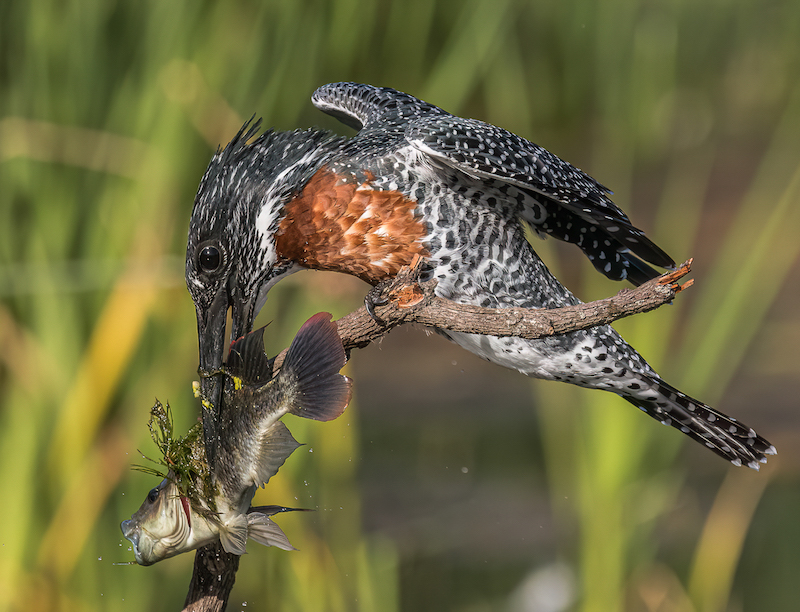 2305-Pieter Swart-Tygerberg Photographic Society-MPC Silver Medal Nature-Circuit MPC 2023 Reykjavik-Not Dead Yet-