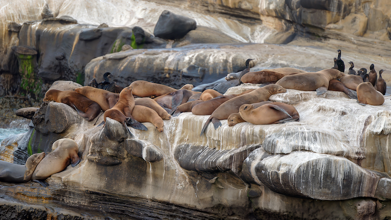 2308- David Wilson- Hermanus Photographic Society - Club Silver Medal (Nature) - Vintage Kolkata Salon - California Sea Lions