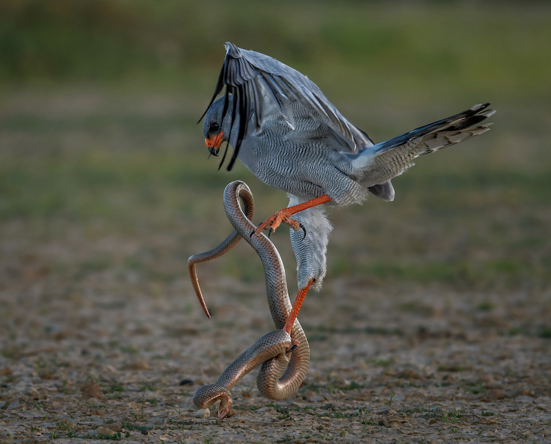 2308-Antionette Morkel-Port Elizabeth Camera Club-IAAP gold medal nature-Lines of light Durres Salon Albania-Fight with a molesnake