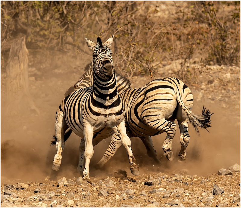 2308-Ingrid Marais-AFO-Best of Action Nature-SAM Circuit 2023-Zebra Conflict