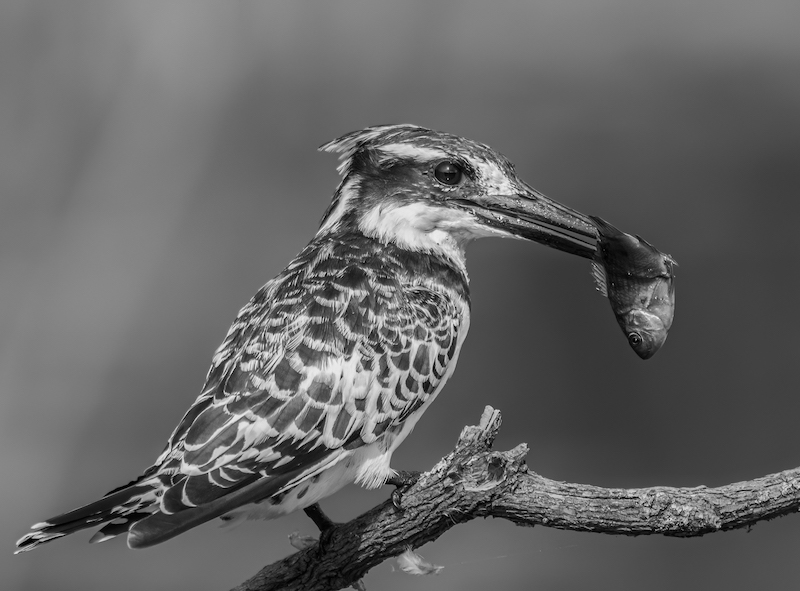 2308-Pieter Swart-Tygerberg Photographic Society-PSA-Met Bronze Medal Open Monochrome-8th Metropolitan International Exhibition of Photography 2023-Still on the Perch