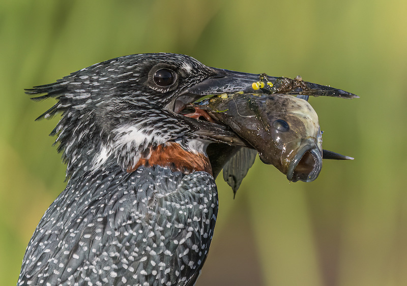 2308-Pieter Swart-Tygerberg Photographic Society-PSA-Met Gold Medal Nature-8th Metropolitan International Exhibition of Photography 2023-Catching the Eyes