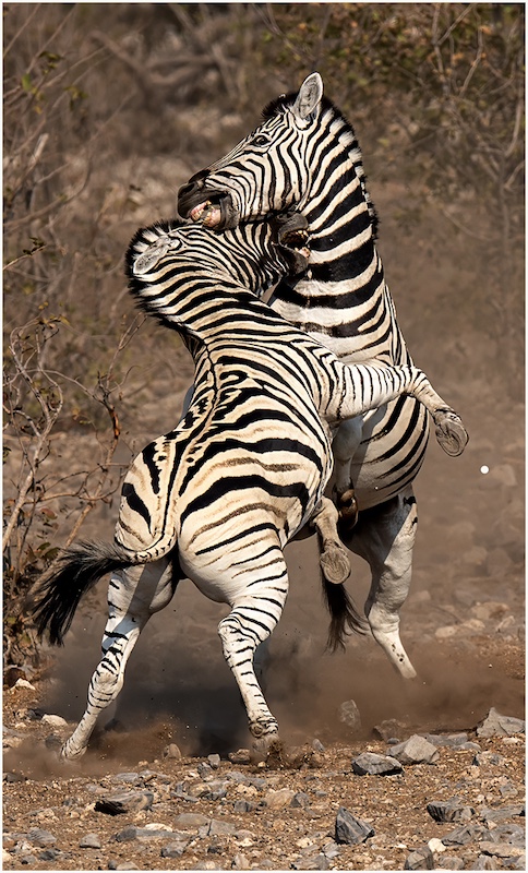 2309-Ingrid Marais-AFO-JCM Bronze Wildlife-JCM Circuit 2023-Judging 6-Zebra Fight