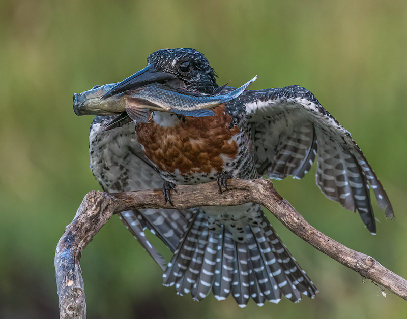 2310-Pieter Swart-Tygerberg Photographic Society-Salon Silver Medal Nature-Circuit SANTA MARIA 2023 Nairobi-Bragging