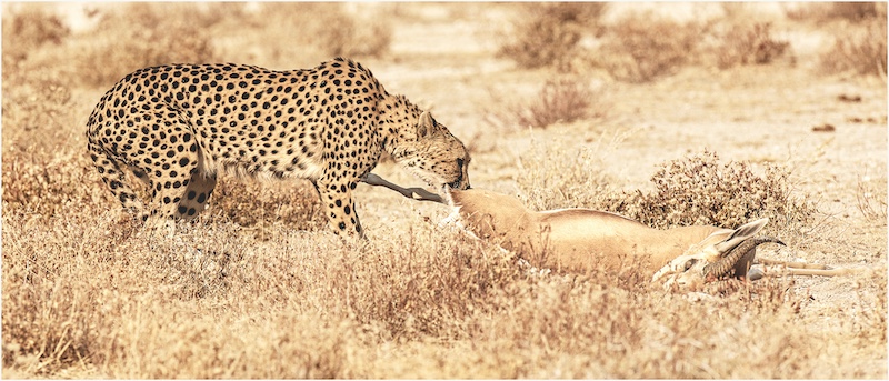 2311-Ingrid Marais-AFO-Club Bronze Nature-SKIA International Circuit 2023-Cheetah kill