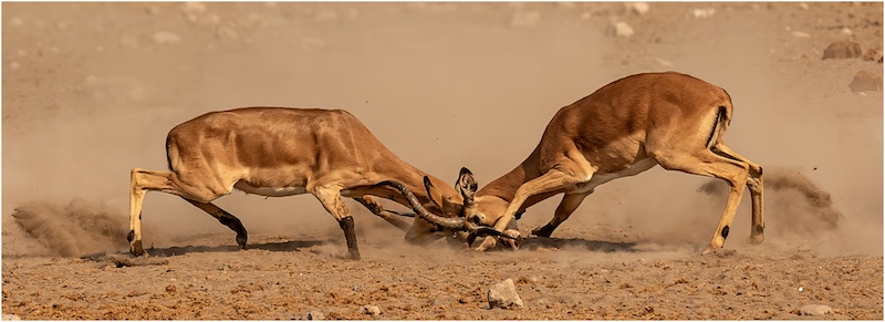 2311-Ingrid Marais-AFO-PSA Gold Nature-Emerging Arts Circuit 2023-Impala fighting