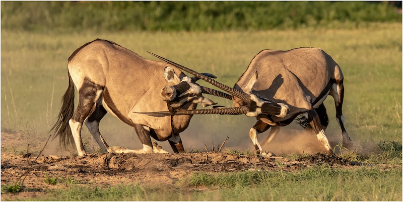 2312-Ingrid Marais-AFO-Circuit Gold Nature-Spiral Circuit 2023-Oryx fighting