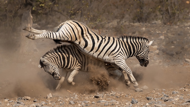 2312-Koos Marais-AFO-JCM Circuit 2023 - Judging 5 - WPAI Gold Medal-Zebra Fight