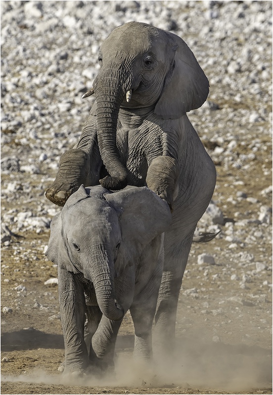 2312-Koos Marais-AFO-SAM Circuit 2023 - Judging 2- WPAI Bronze Medal- Elephant at Play