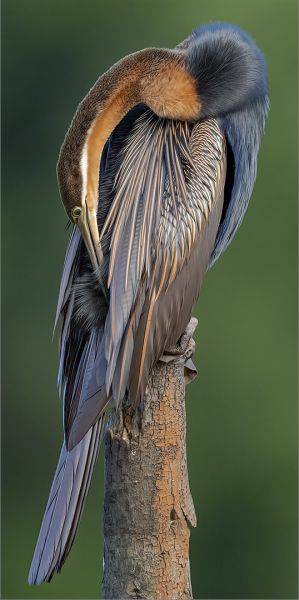 Amber Camera Club - Shirley Swingler - Darter Textures