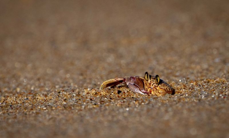 Ballito Photo Club - Suzanne Morshead - Good morning sunshine