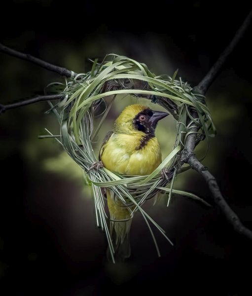 Beachcombers Photography Club - Richard Wentzel - Encircled