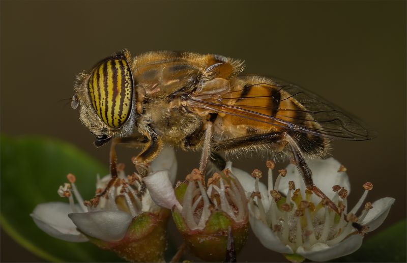 Bethal Fotografie Klub - Cobus Manders - Hoverfly on white flower