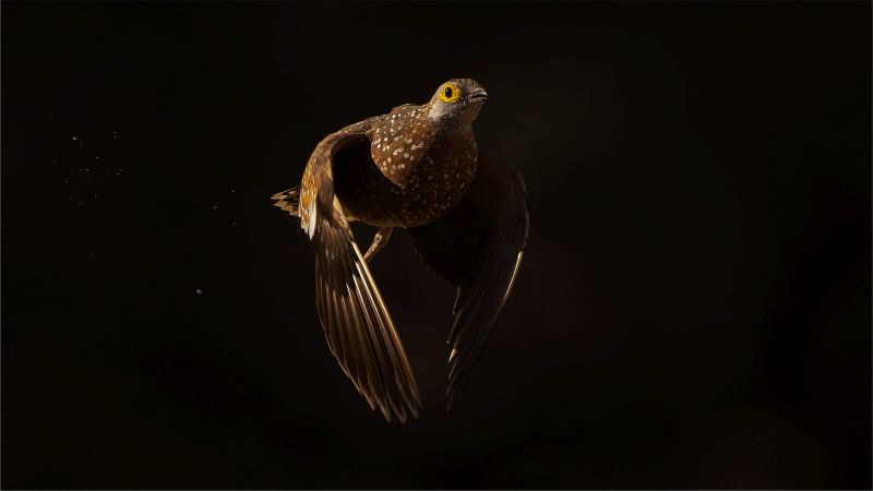 Bloemfontein Kameraklub - Michiel Duvenhage - Sandgrouse