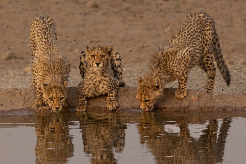 Cape Town Photographic Society - Nicol du Toit - The three musketeers