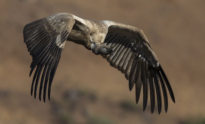 Edenvale Photographic Club - Ettienne van Niekerk - Cape Vulture