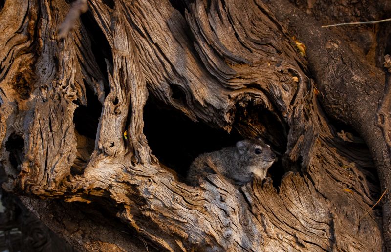 Harties Fotografie Studiegroep - Neels Niesing - Op wag