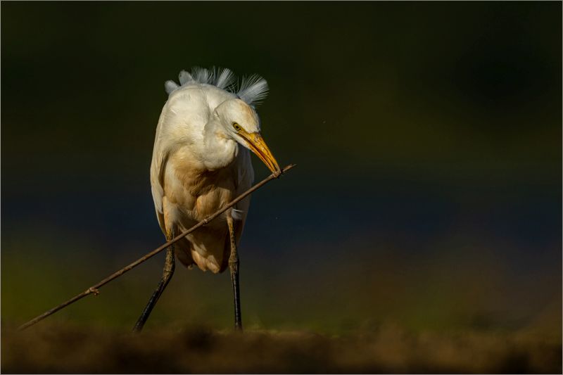Hermanus Photographic Society - Luke Horsten - Nesting material
