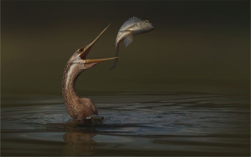 Hibiscus Coast Photographic Society - Michelle Pearson - Playing with my food