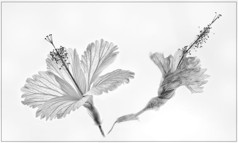 Ignite Photo Club - Gretha van Heerden - Aging Gracefully