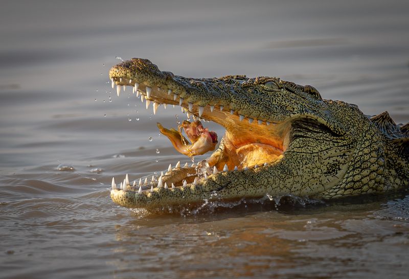 Knysna Photographic Society - Pieter Mare - Crock Catch