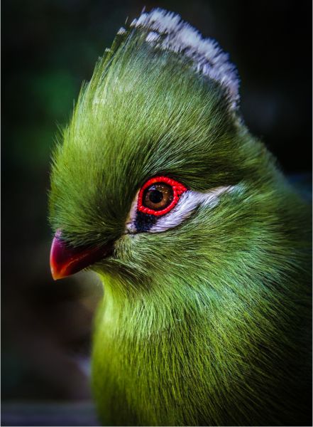 Kowie Camera Club - Herman Groenewald - Kraalogie