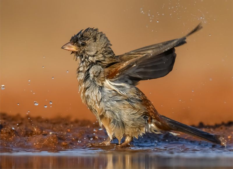 Kriel Foto Club - Steyn Joubert - Southern Grey headed Sparrow
