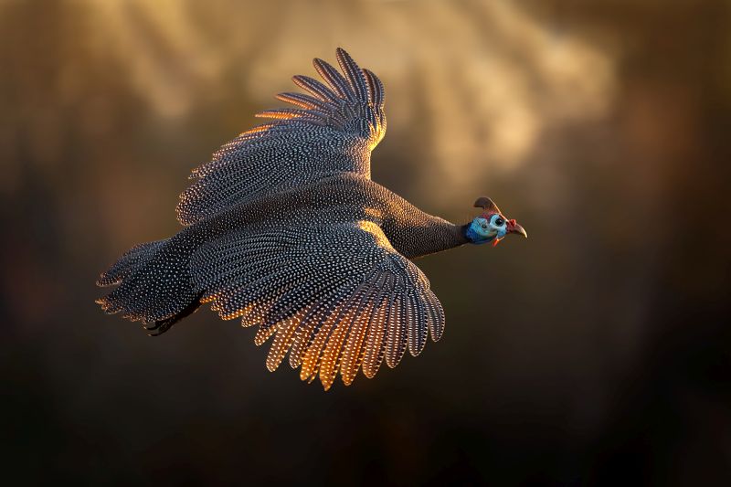 Krugersdorp Camera Club - Eddie Reinecke - Laatmiddag Tarentaal