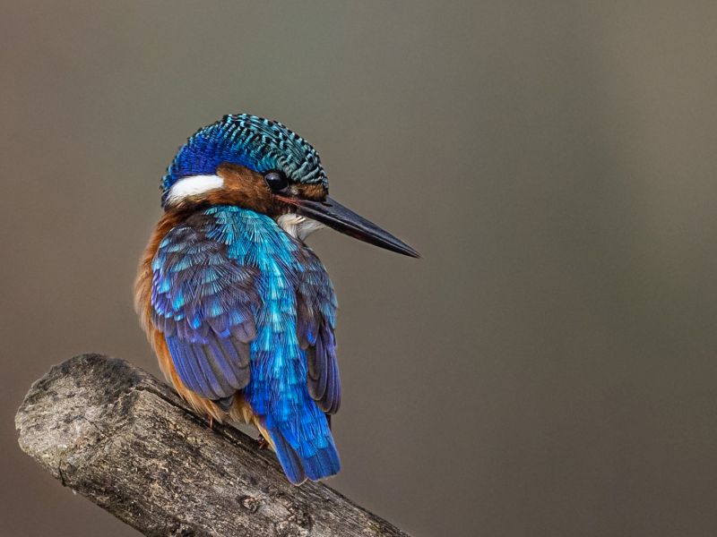 Magalies Foto Fun Club - Stephan Goosen - Malachite