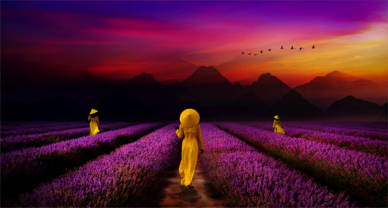 Mosselbaai Kameraklub - Anton la Grange - Lavender Fields