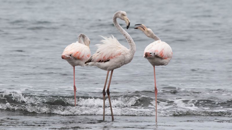 On the Rocks Camera Club - Kevin Mullins - Argument