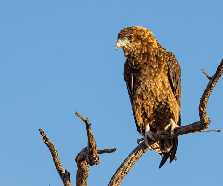 Princes Grant Camera Club - Sharlene Cathro - Immature Bateleur