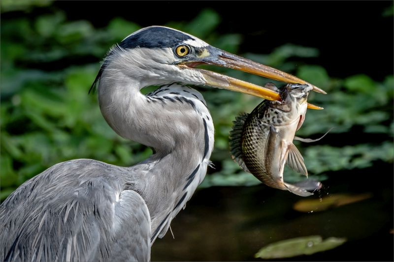 Sandton Photographic Society - Robbie Aspeling - Fishy