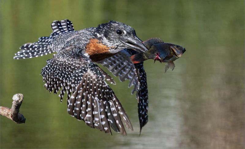 Tafelberg Fotografieklub - Adriaan van Zyl - Gaint Kingfisher in vlug